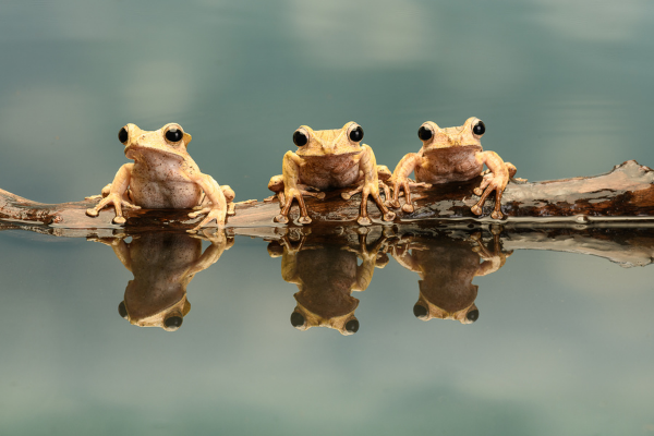 what is the best business to start now. 3 frogs sat on a log